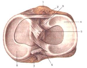  
  Рис. 93. Коленный (сустав articulartio genus),правый.
  Дистальная часть сустава.Вид сверху.
  1-бугристость бояьшеберцовой кости; 2-поиеречная связка колена; 3-псредняя мениско-бедрснная 
  связка; 4-латеральный мениск; 5-псрслняя крестообразная связка; 6-задняя мениско-бедренная 
  связка; 7-залняя крестообразная связка; 8-медиальный мениск.
  Fig. 93. Articulatio genus, правый. Дистальная часть сустава. Вид сверху.
  1-tuberositas tibiae; 2-ligamentum transversum genus; 3-ligamcntum meniscofemorale 
  anterius; 4-meniscus lateralis; 5-ligaraentum crucia-tuni anterius; 6-liganicntum 
  meniscofemorale posterius; 7-ligamentum cruciatum posterius; 8-meniscus medialis.
  Fig. 93. Right knee joint. Distal part of joint. Superior aspect, l-tubial tuberosity; 
  2-transverse ligament of knee; 3-anterior menis-cofemoral ligament; 4-latcral 
  meniscus; 5-anterior cruciate ligament; 6-posterior meniscofemoral ligament; 
  7-posterior cruciate ligament; 8-mcdial meniscus.